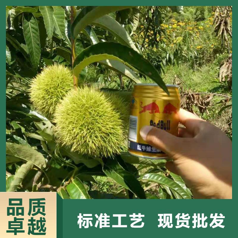 板栗品質(zhì)商家