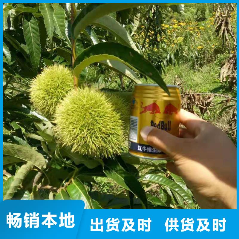 找板栗廠家直銷優(yōu)選廠家
