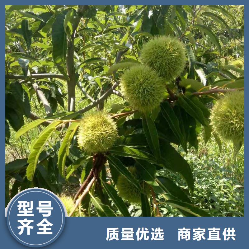 板栗存貨充足工廠直銷