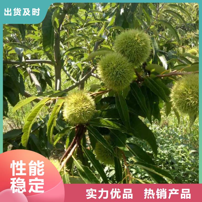 2025歡迎訪問##板栗廠家##可定制