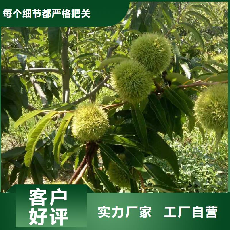 板栗廠家廣受好評