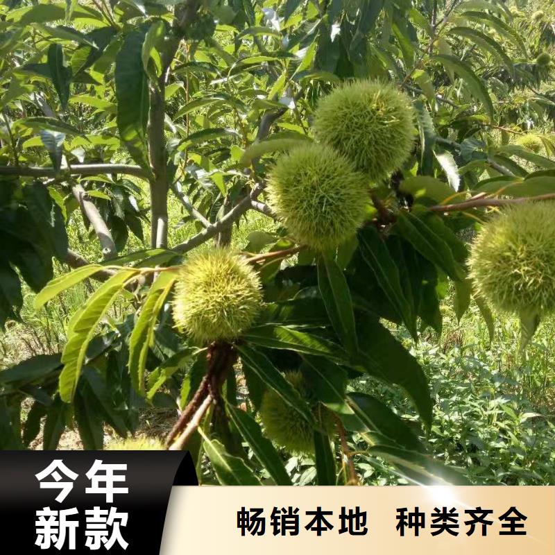 板栗公司歡迎您