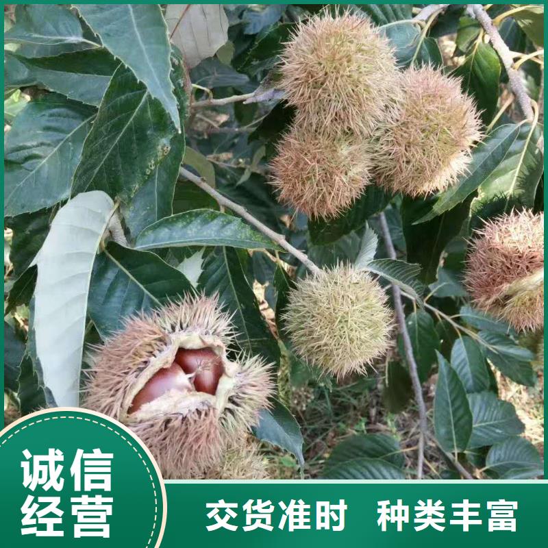 供應(yīng)板栗的廠家