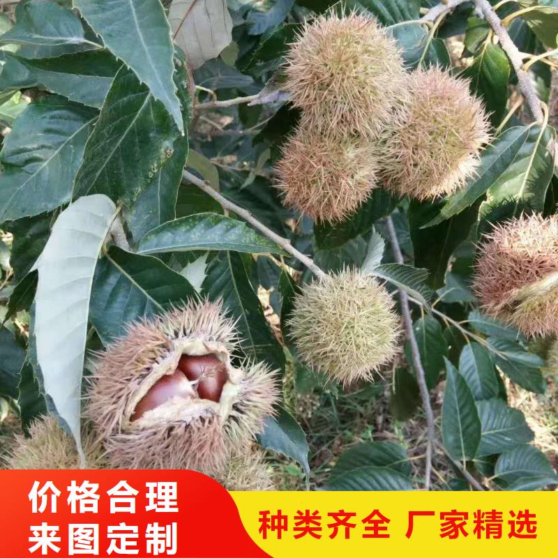 【優(yōu)選】板栗源頭廠家