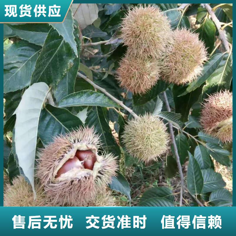 板栗廠家質(zhì)量過硬