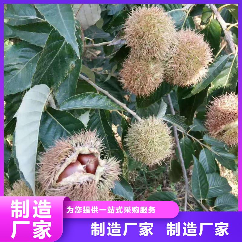 省心：板栗廠家