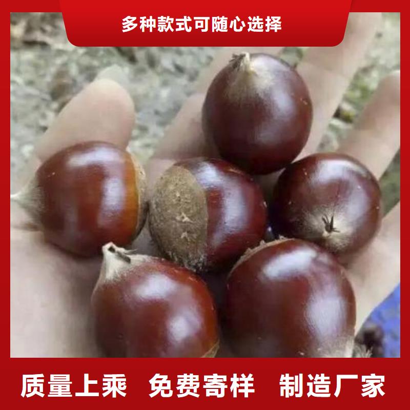 板栗源頭工廠供應采購