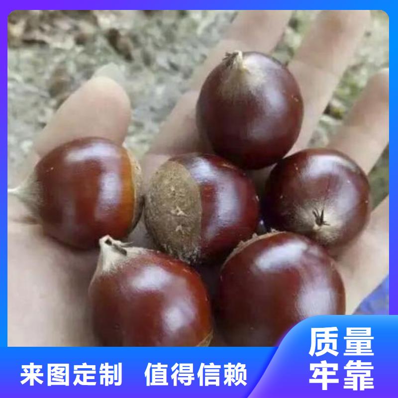 板栗廠家質(zhì)量過硬