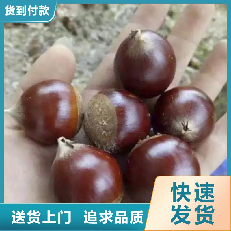 板栗商家優(yōu)選