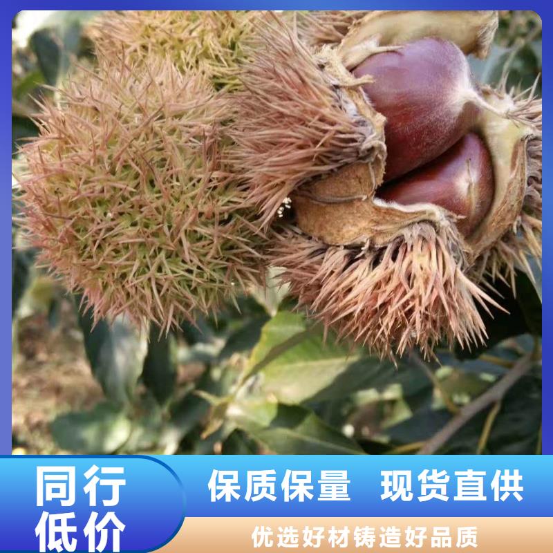 #板栗#實(shí)力廠家用途廣泛