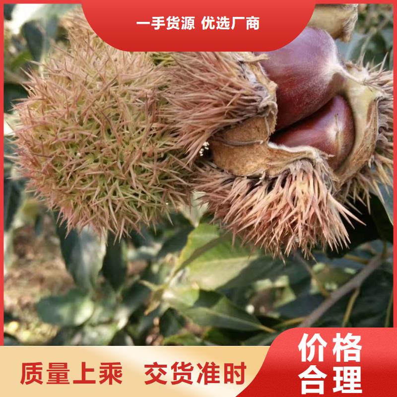 板栗、板栗生產(chǎn)廠家-歡迎新老客戶來電咨詢