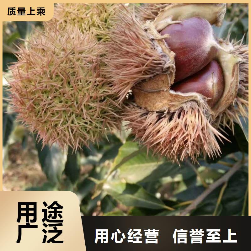 板栗大廠家售后無憂