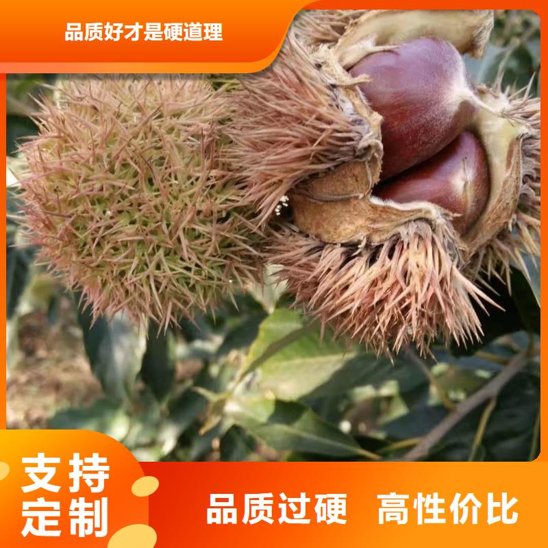 2025經(jīng)驗(yàn)豐富#板栗定制#源頭廠家當(dāng)?shù)厣a(chǎn)廠家