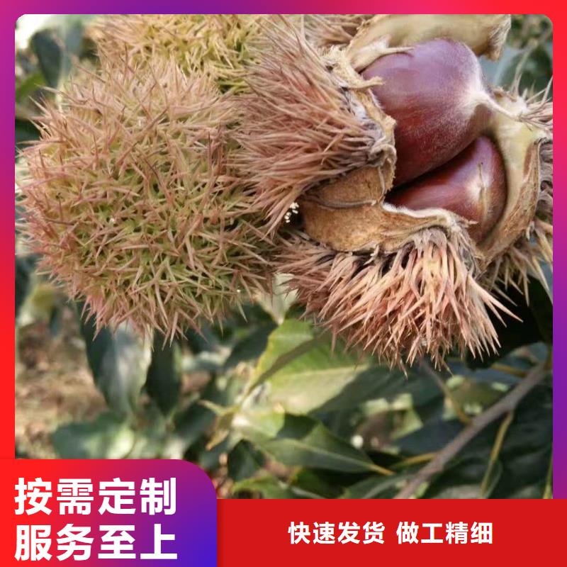 板栗生產(chǎn)銷售快速發(fā)貨
