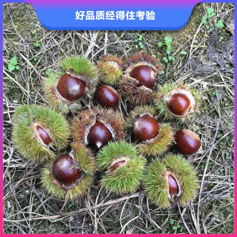 有現(xiàn)貨的板栗供應(yīng)商同城公司