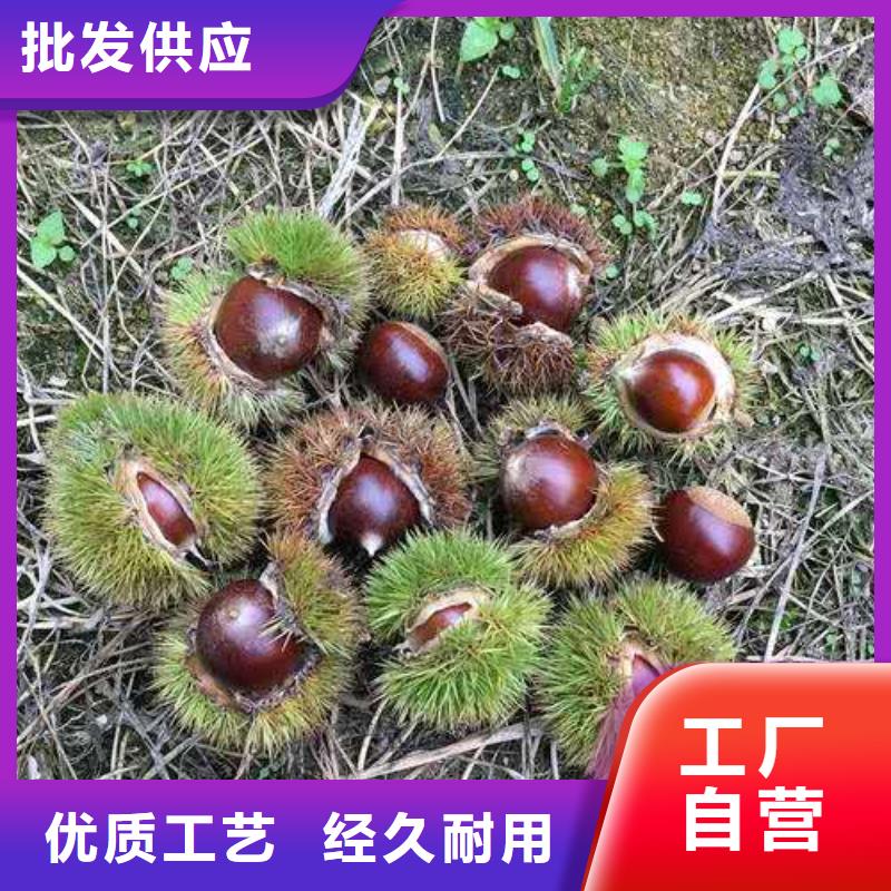 做板栗的廠家