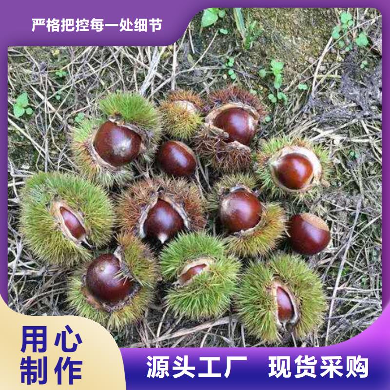 板栗批發(fā)零售-定做出貨快