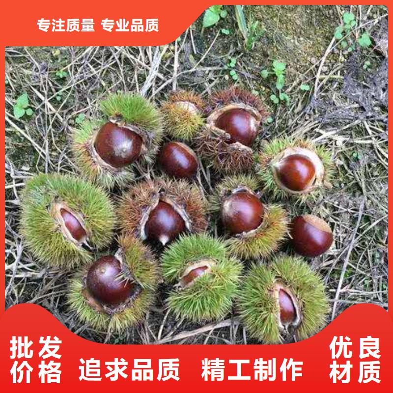 板栗-板栗可定制