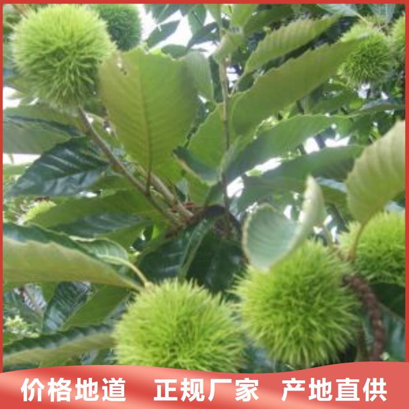 板栗