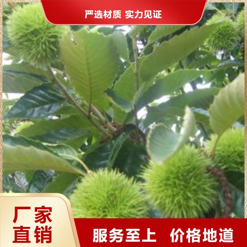 2025歡迎訪問##板栗廠家##可定制