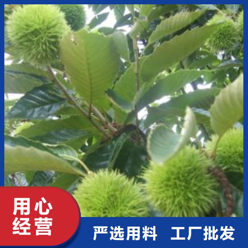 板栗-生產(chǎn)基地-可全國發(fā)貨