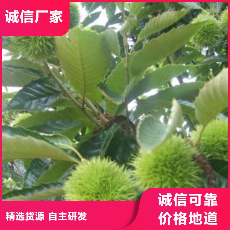 板栗廠家現(xiàn)貨