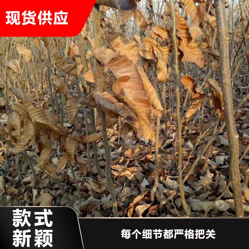 買板栗必看-質量優(yōu)