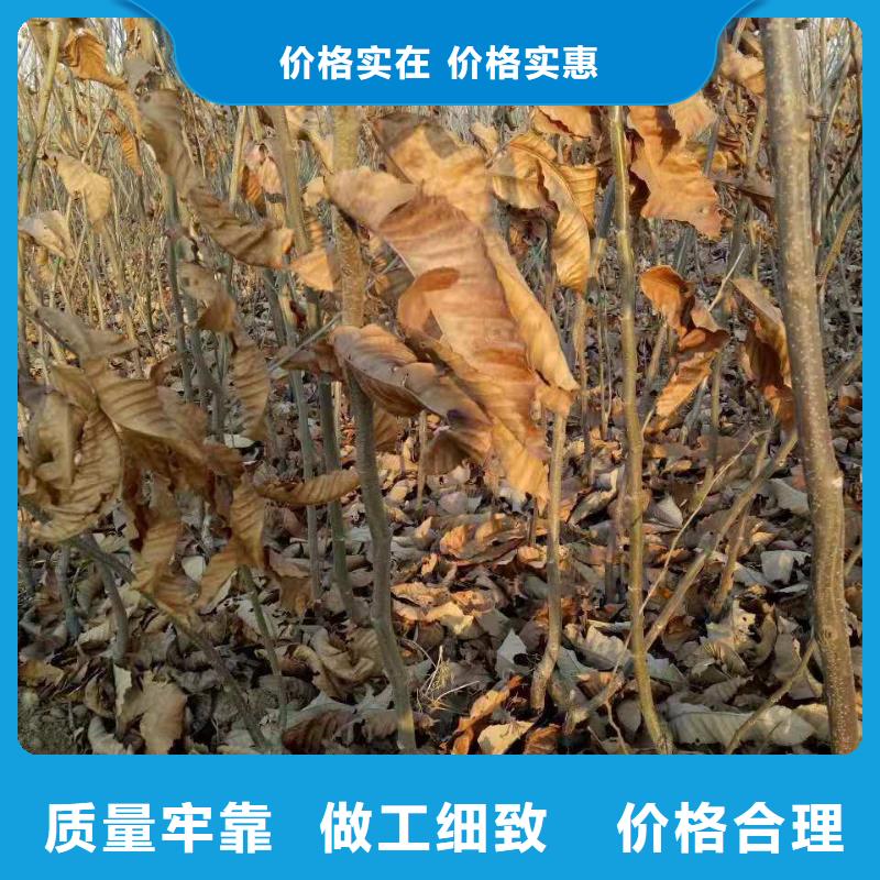 有現(xiàn)貨的板栗生產(chǎn)廠家