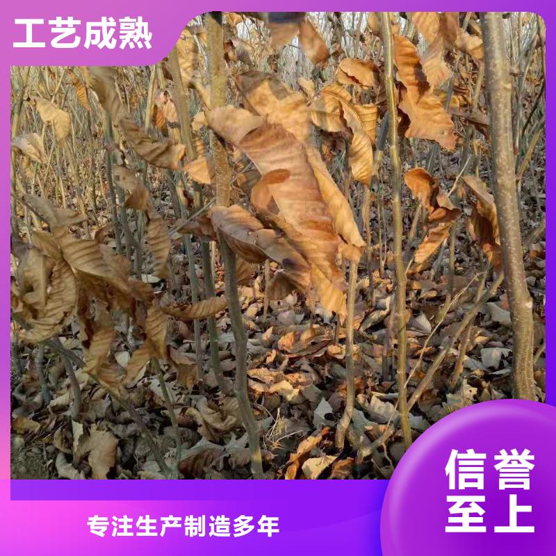 有現(xiàn)貨的板栗公司精品優(yōu)選