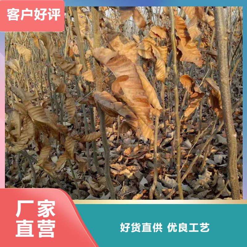 訂購板栗怎么選？產(chǎn)品細節(jié)