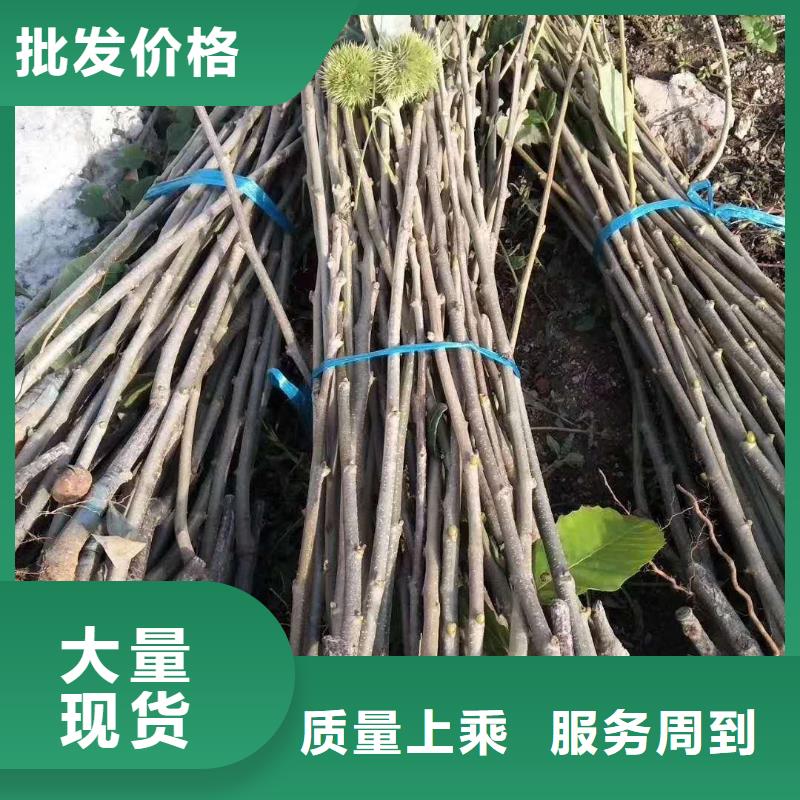 板栗