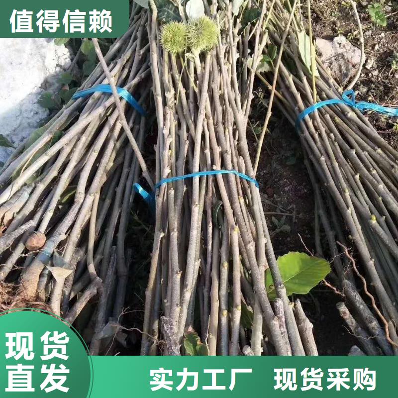 板栗、板栗廠家直銷-庫存充足