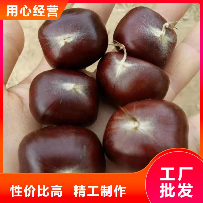 板栗百看不如一問廠家直銷直供