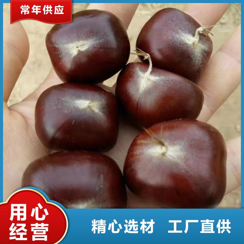 板栗價格低出貨快