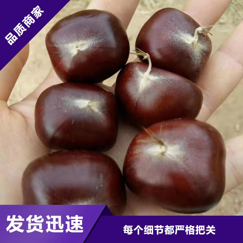 批發(fā)板栗的當(dāng)?shù)貜S家
