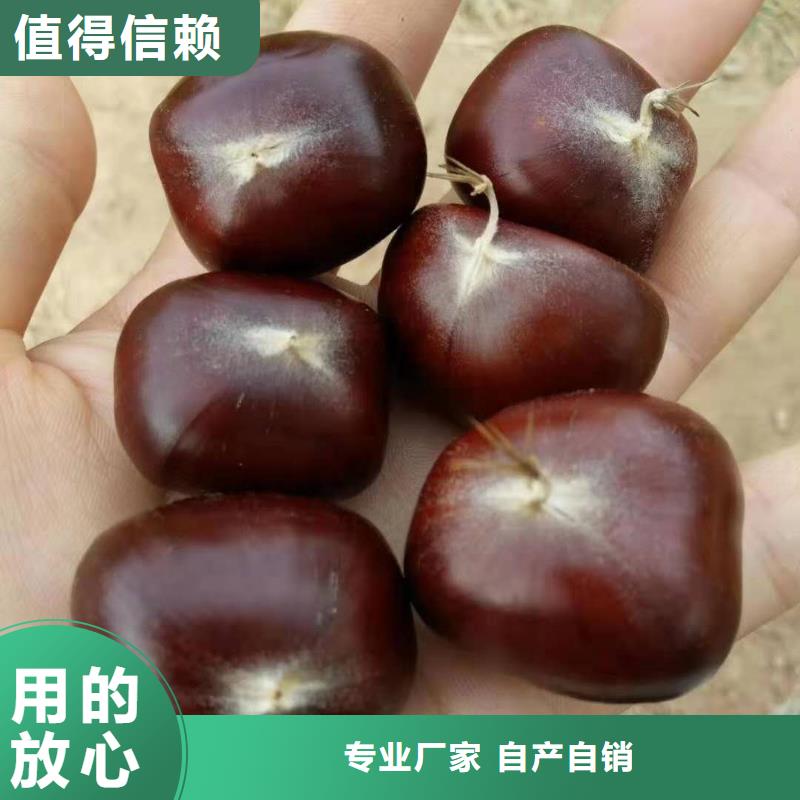 關(guān)于板栗的小知識