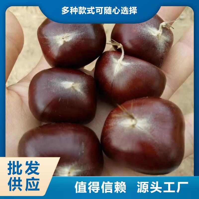 板栗、板栗廠家直銷-庫存充足