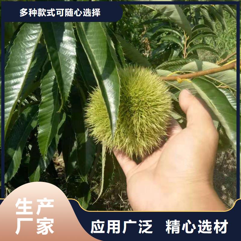板栗生產(chǎn)廠家 支持定制