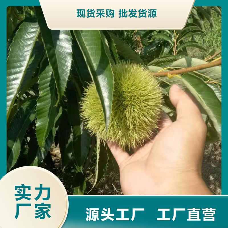 批發(fā)板栗的當(dāng)?shù)貜S家
