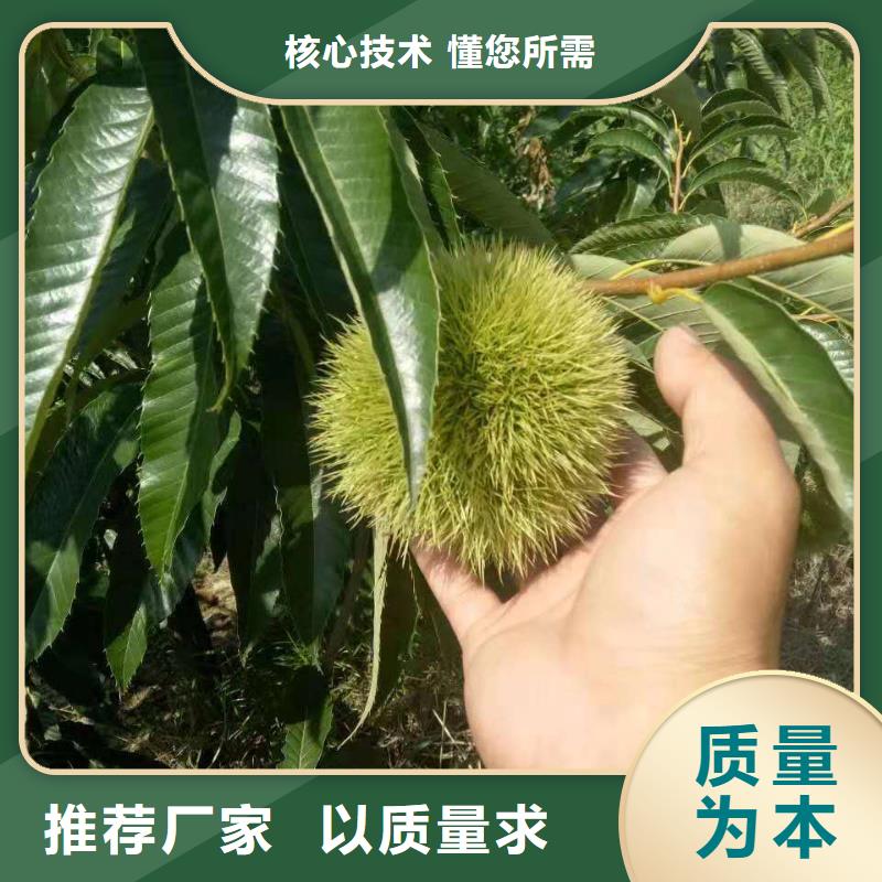 板栗優(yōu)質(zhì)供應(yīng)商