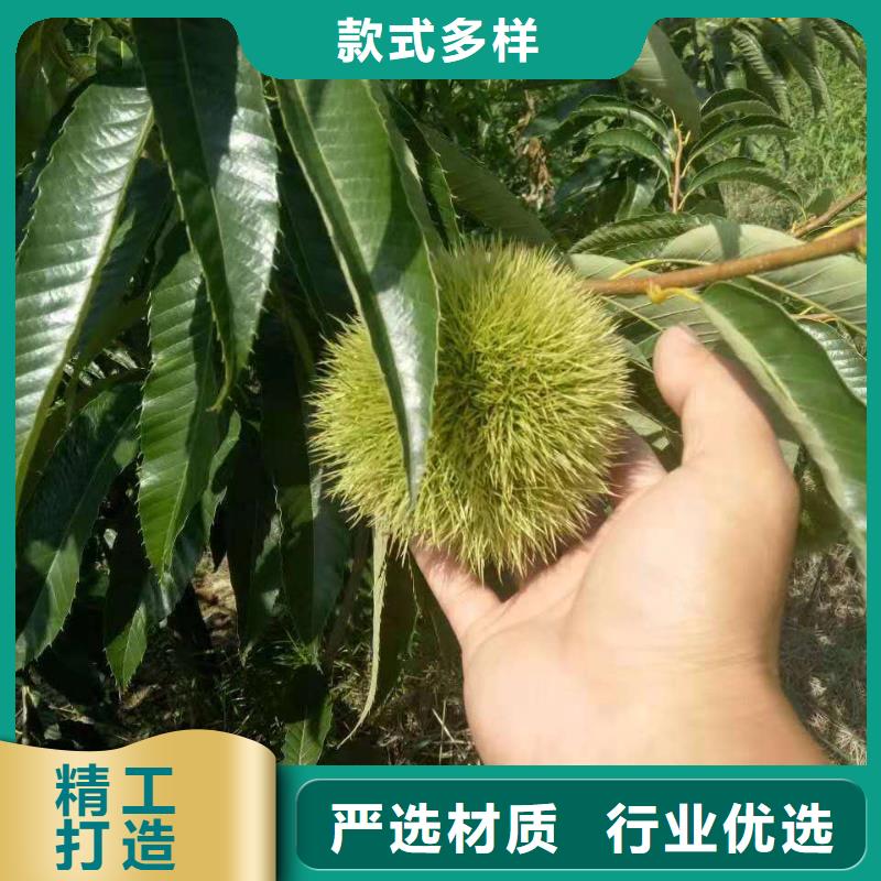 有現(xiàn)貨的板栗生產(chǎn)廠家廠家直銷直供