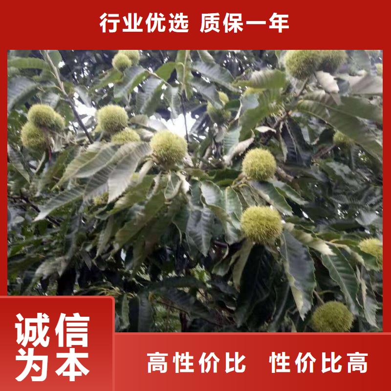 板栗實(shí)體大廠可放心采購(gòu)