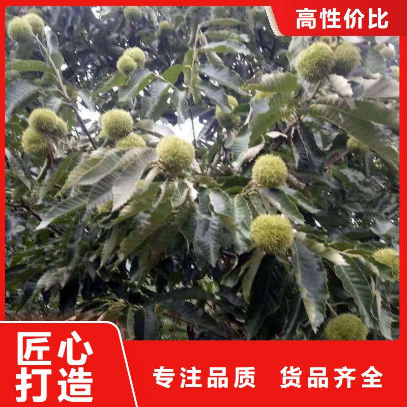 定做板栗、優(yōu)質(zhì)板栗廠家