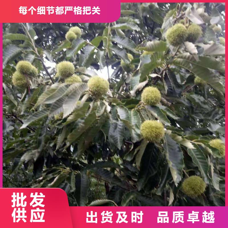 板栗在哪里買