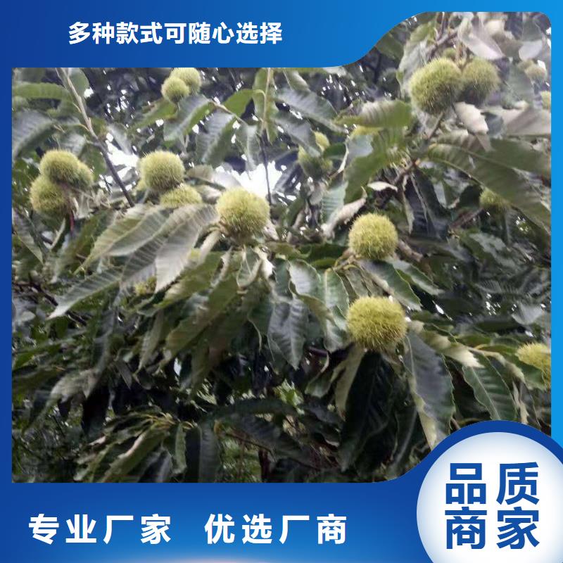 板栗源頭好貨質(zhì)檢合格發(fā)貨