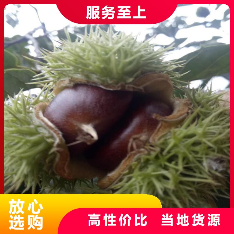 板栗大企業(yè)