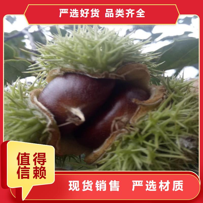 板栗大廠家售后無憂