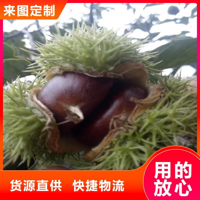 價格合理的板栗基地