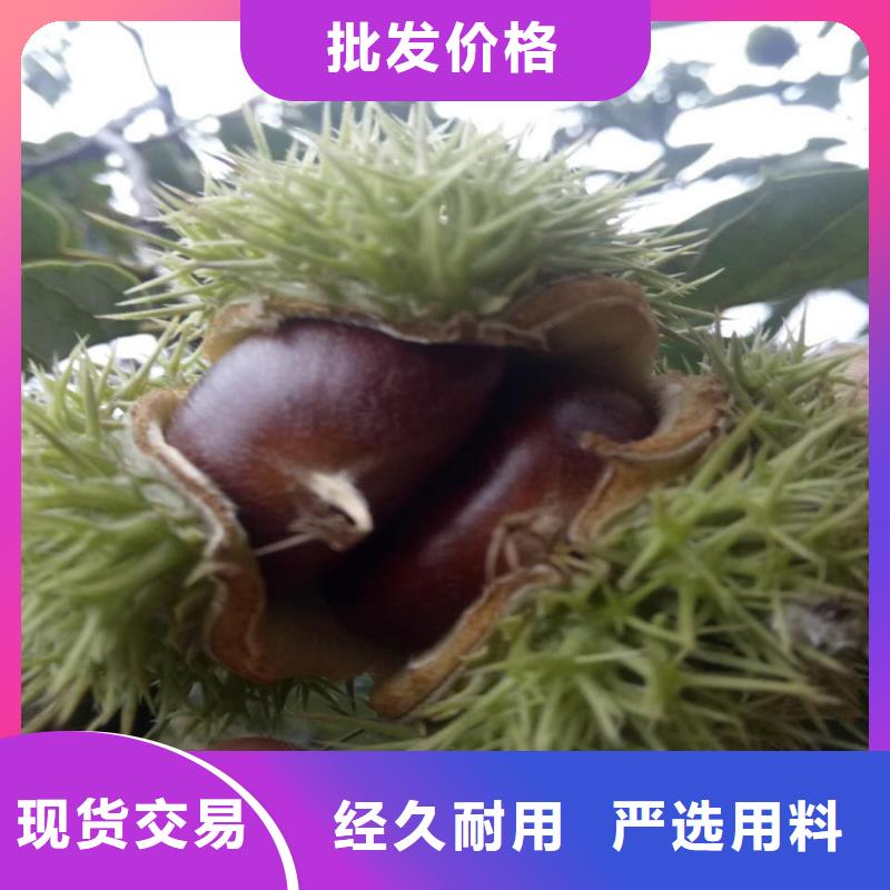板栗-板栗圖文介紹