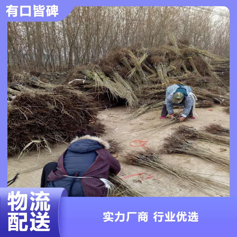 板栗歡迎下單